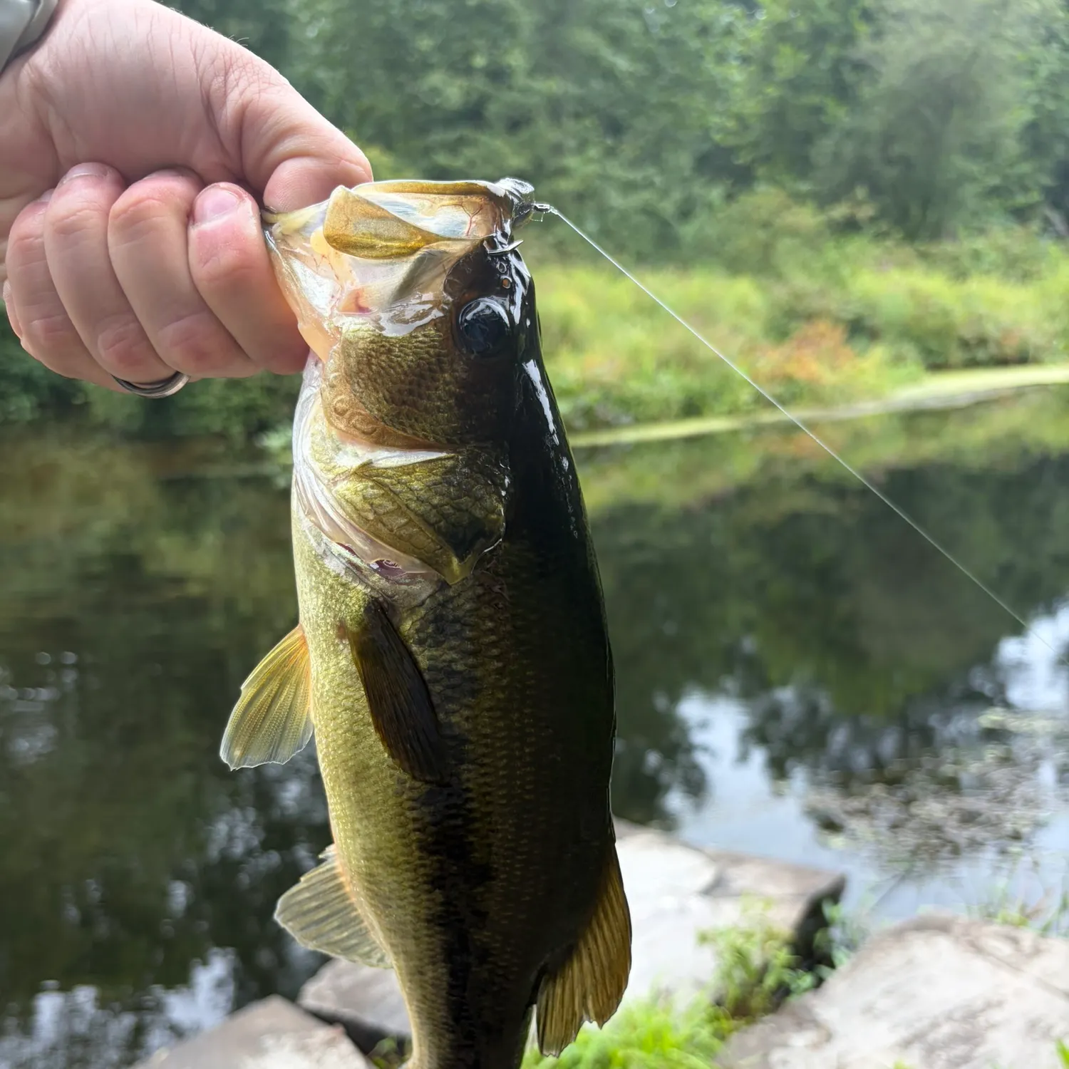 Largemouth bass caught on Fishbrain