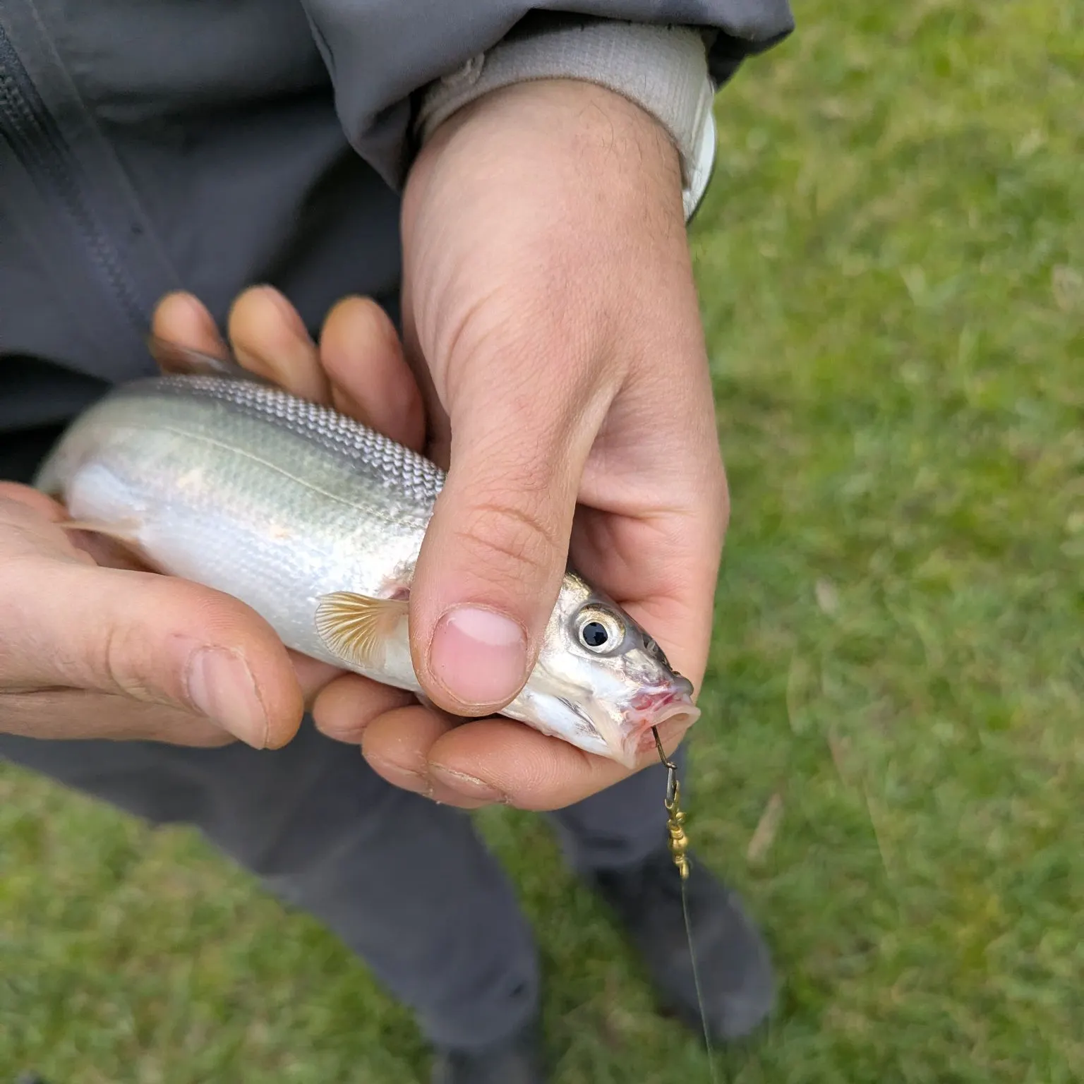 The most recent Mountain whitefish catches on Fishbrain