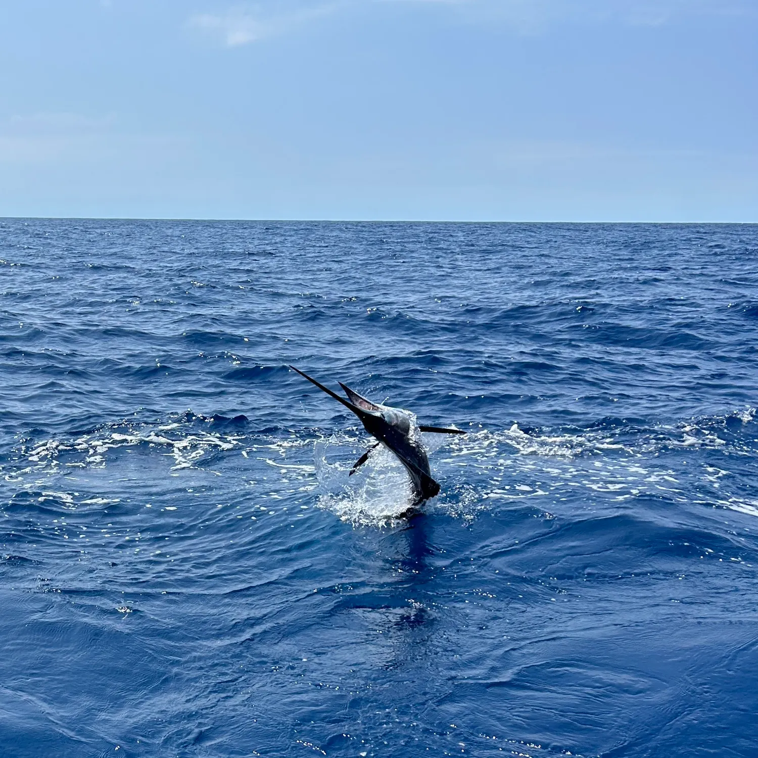 The most recent Atlantic sailfish catches on Fishbrain