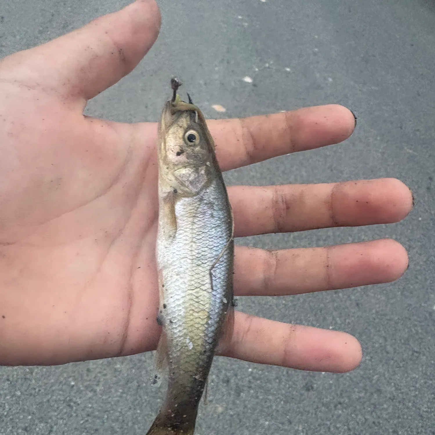 Fish caught on Fishbrain