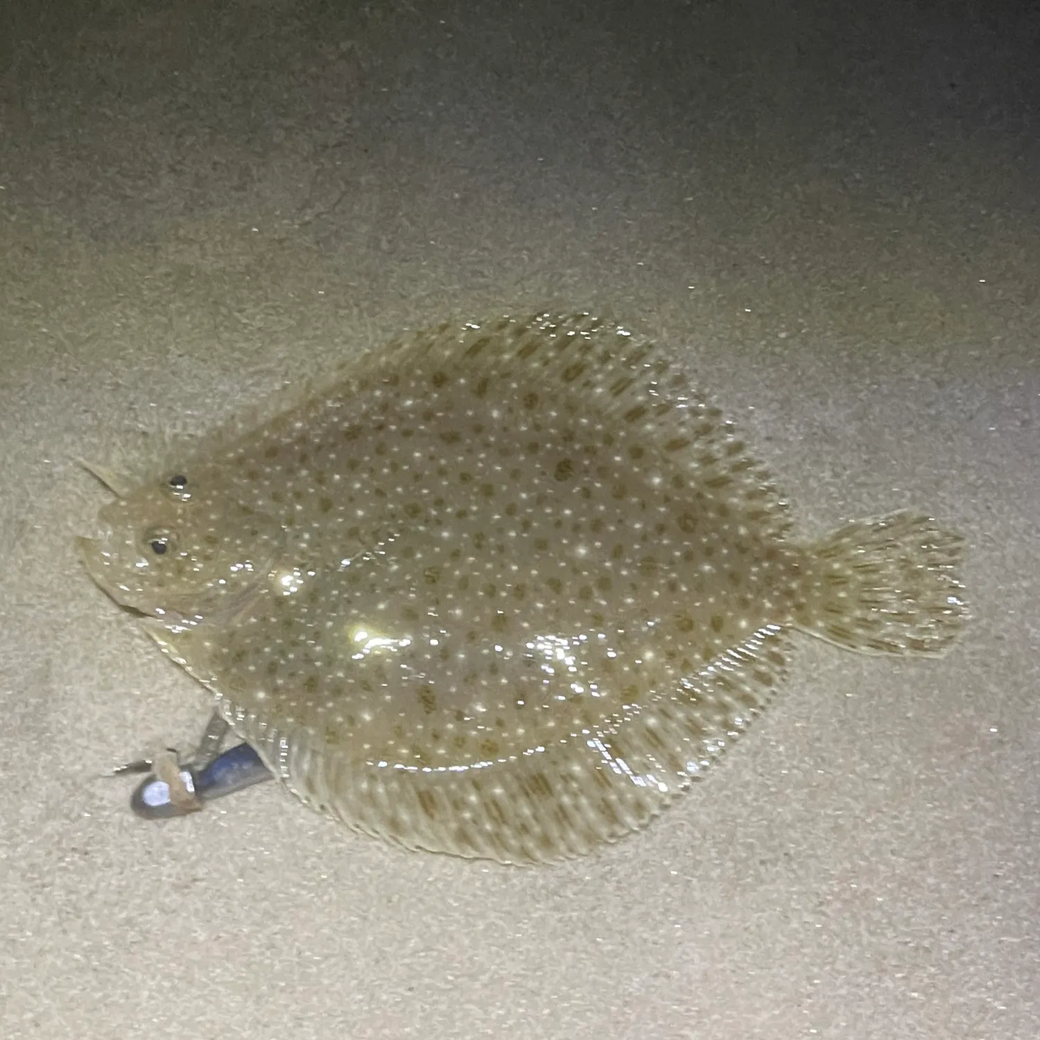 The most recent Windowpane flounder catches on Fishbrain