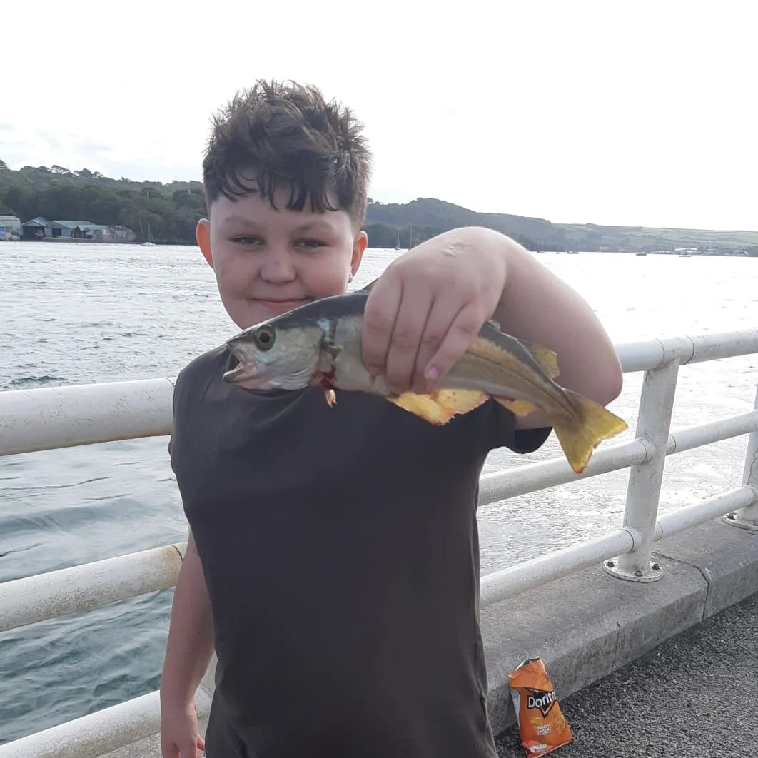 Pollack caught on Fishbrain