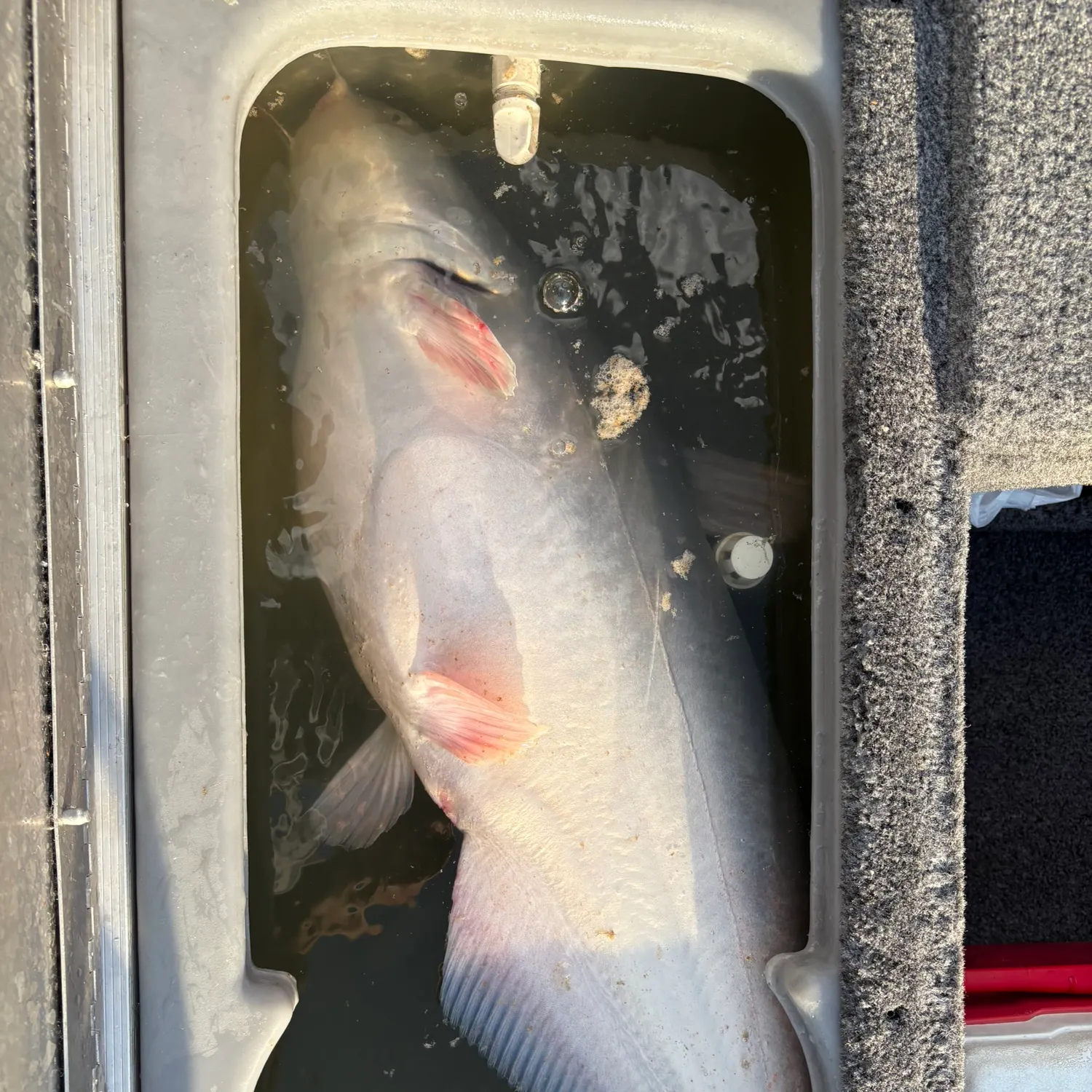 Blue catfish caught on Fishbrain