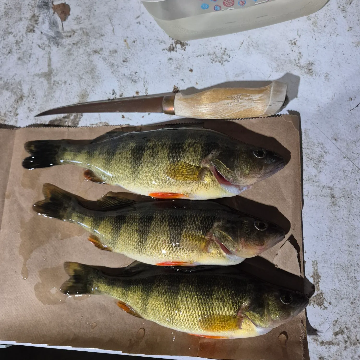 recently logged catches