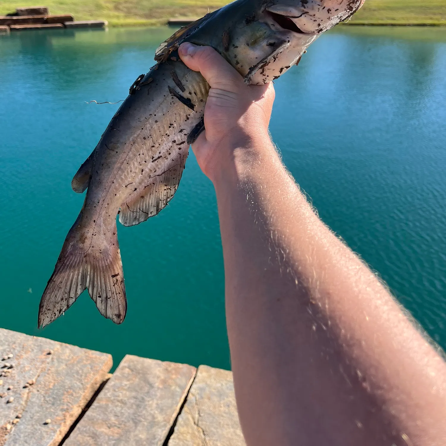 Channel catfish caught on Fishbrain