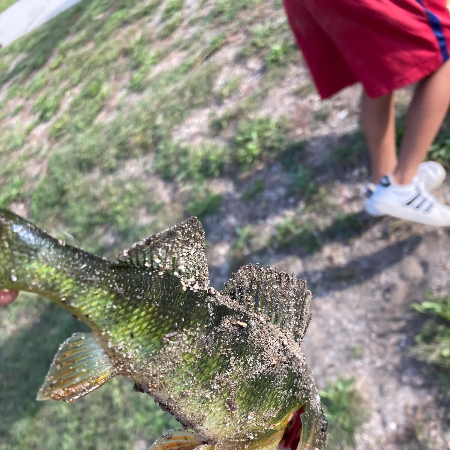 Yellow perch caught on Fishbrain