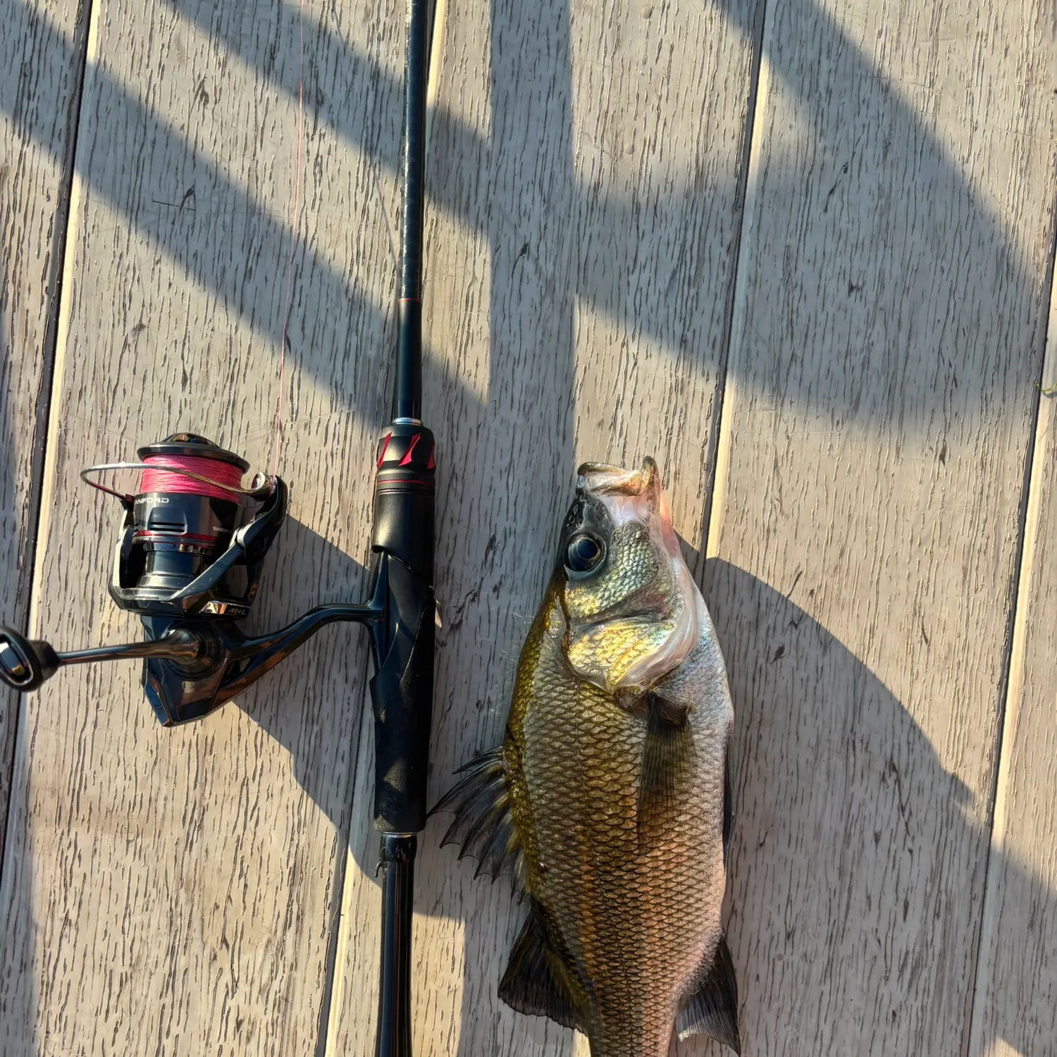 recently logged catches