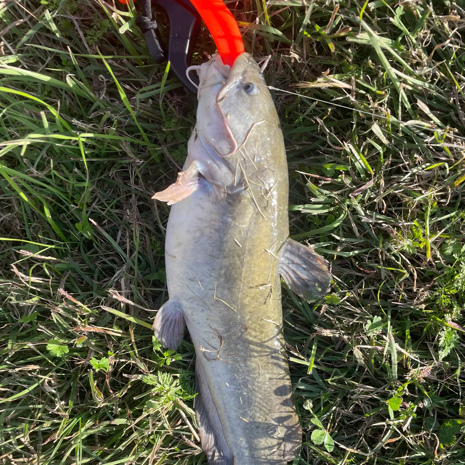 The most recent Black bullhead catches on Fishbrain