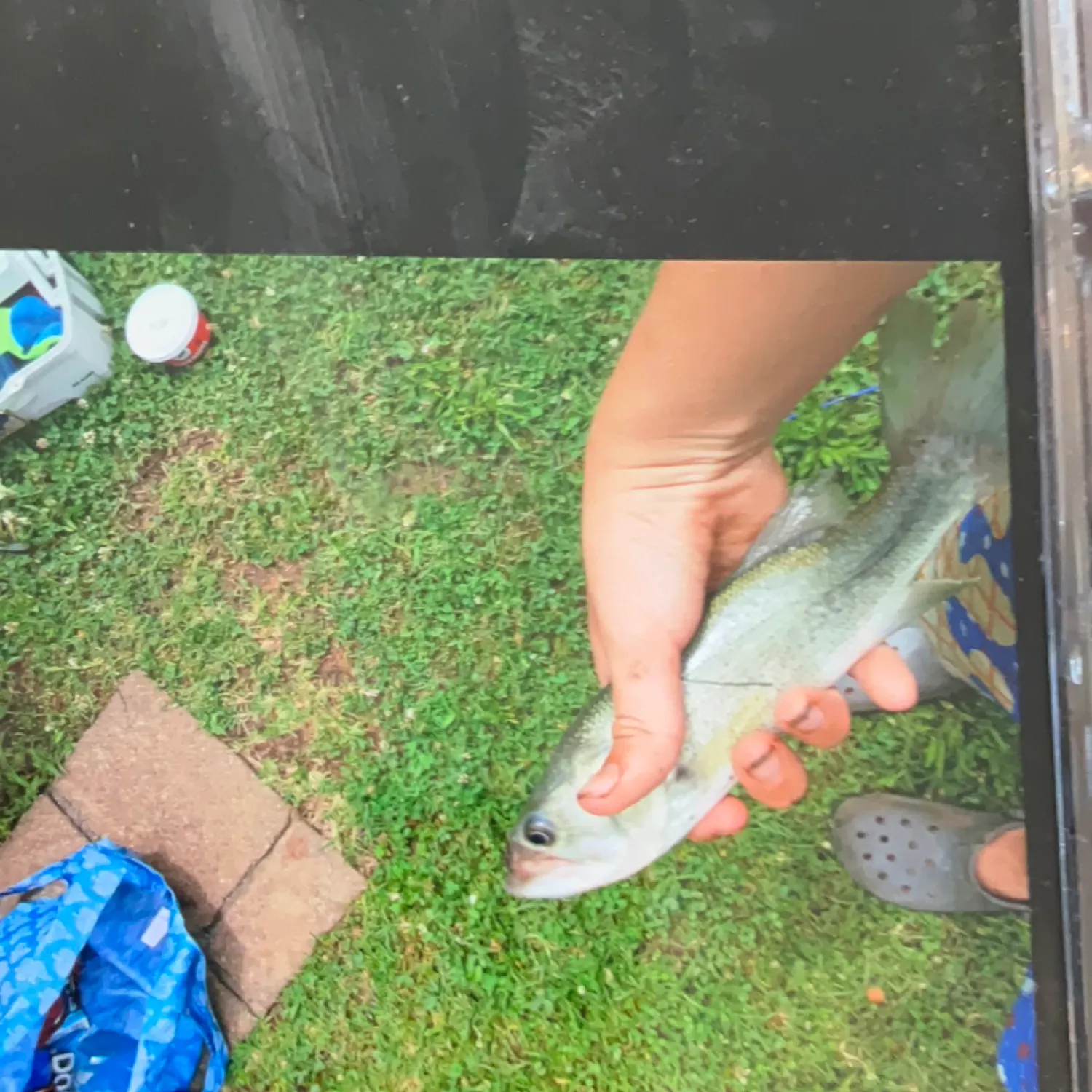 The most recent Silver carp catches on Fishbrain