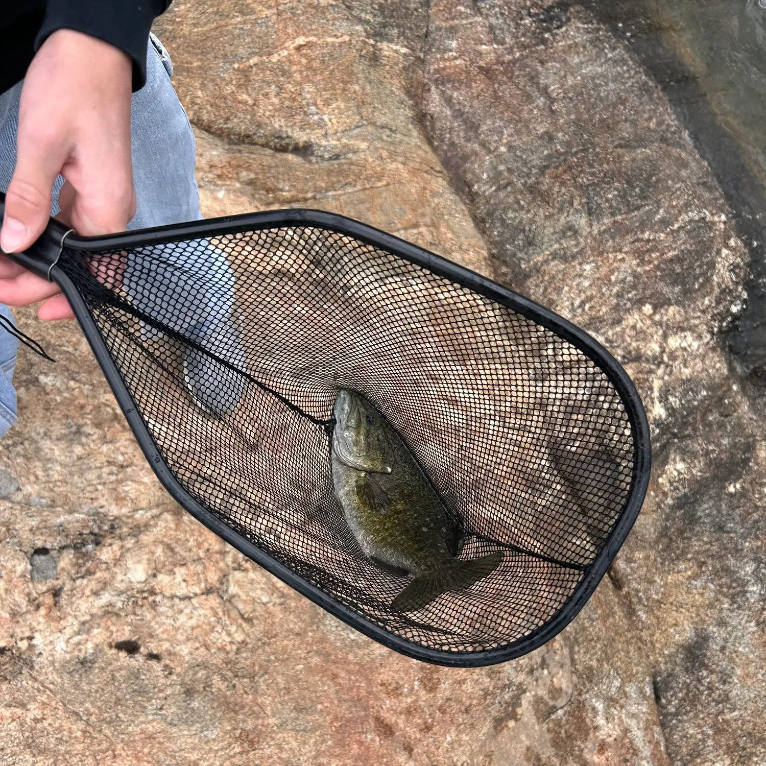 Smallmouth bass caught on Fishbrain