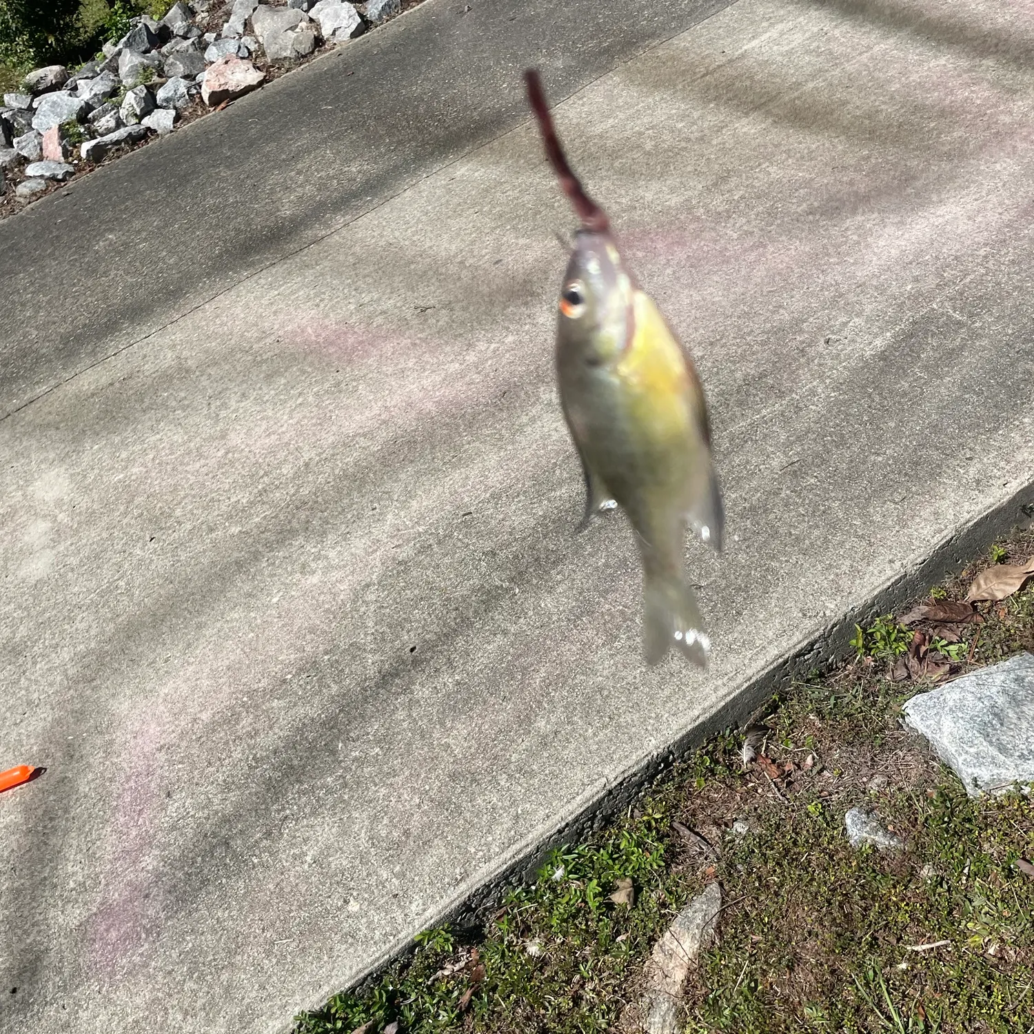 Bluegill caught on Fishbrain