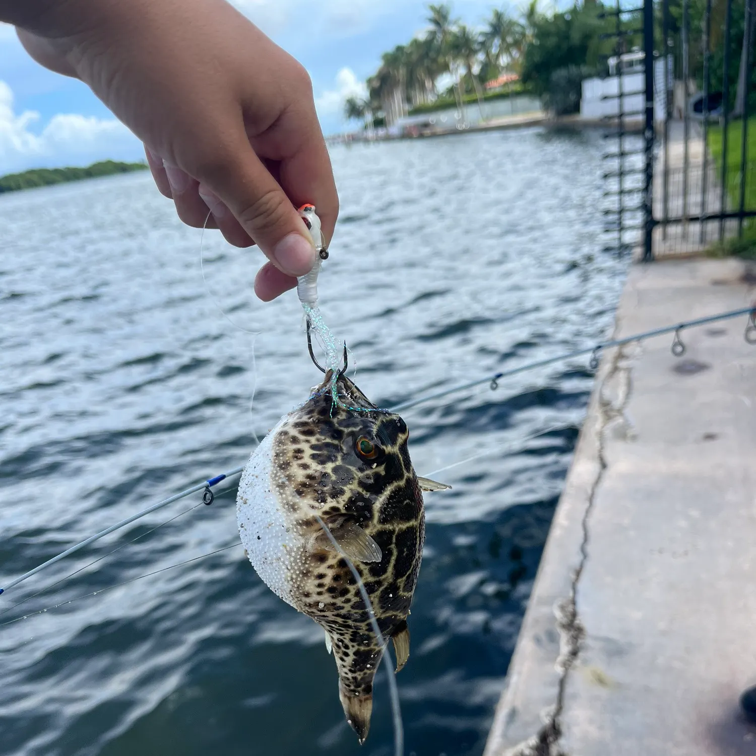 The most recent Checkered puffer catches on Fishbrain