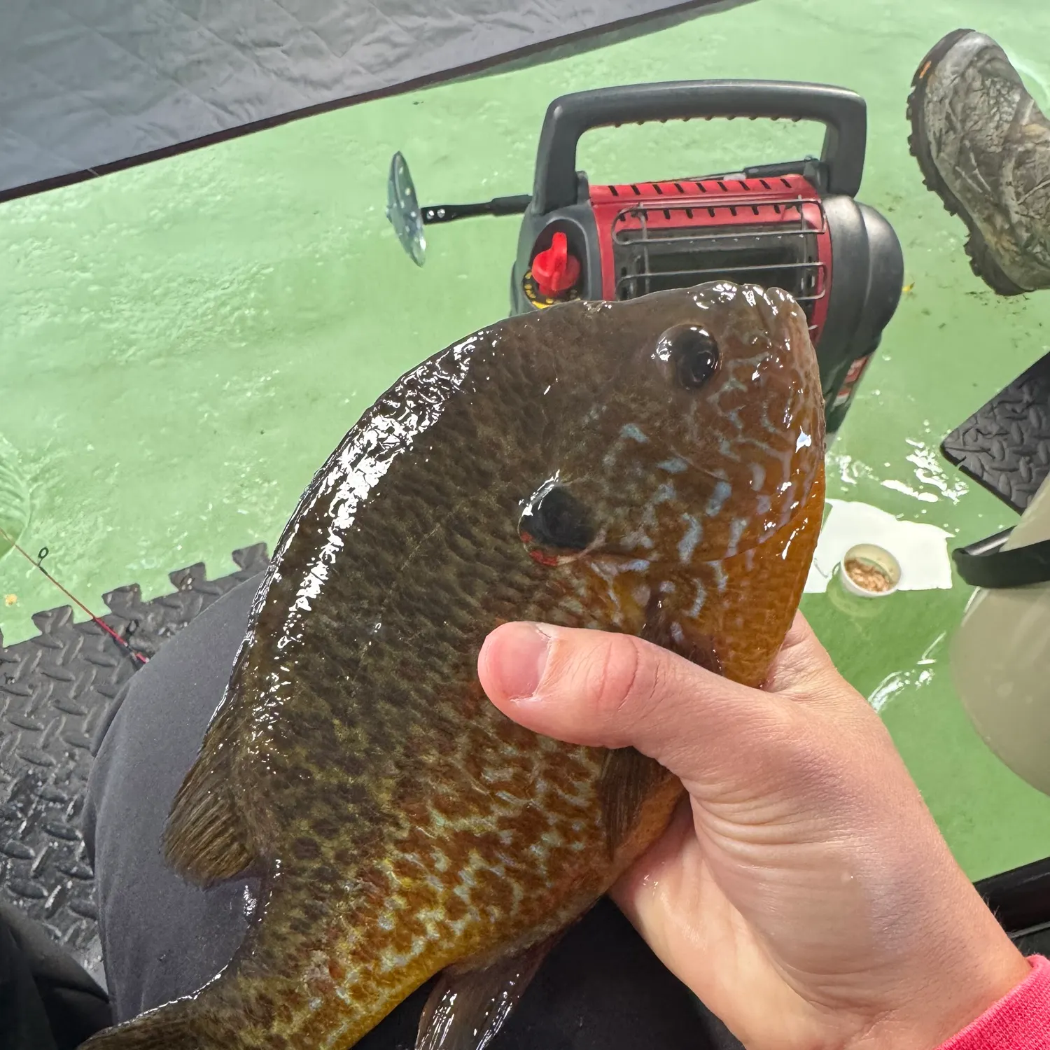 The most popular recent Pumpkinseed catch on Fishbrain