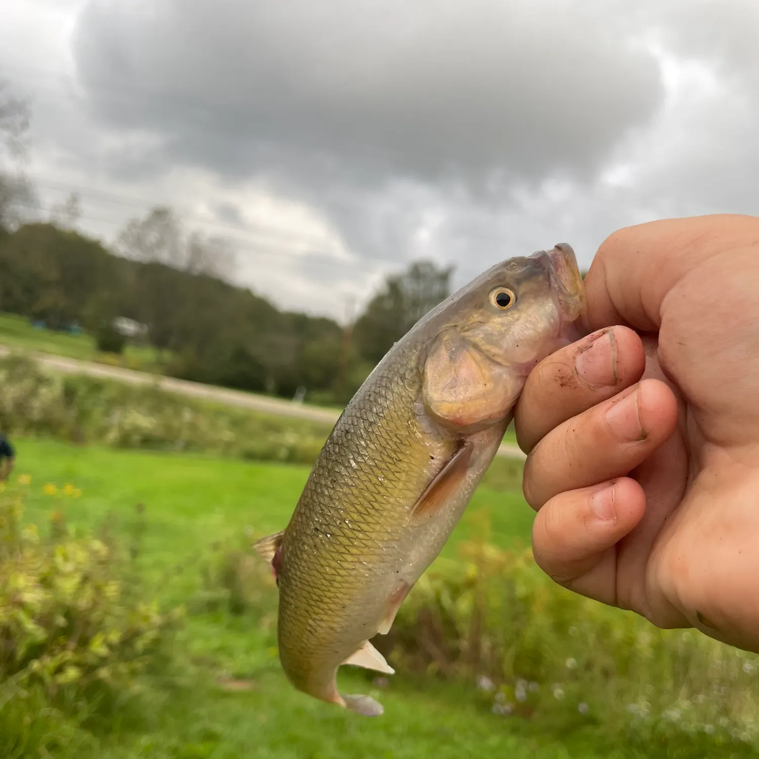 Fallfish caught on Fishbrain