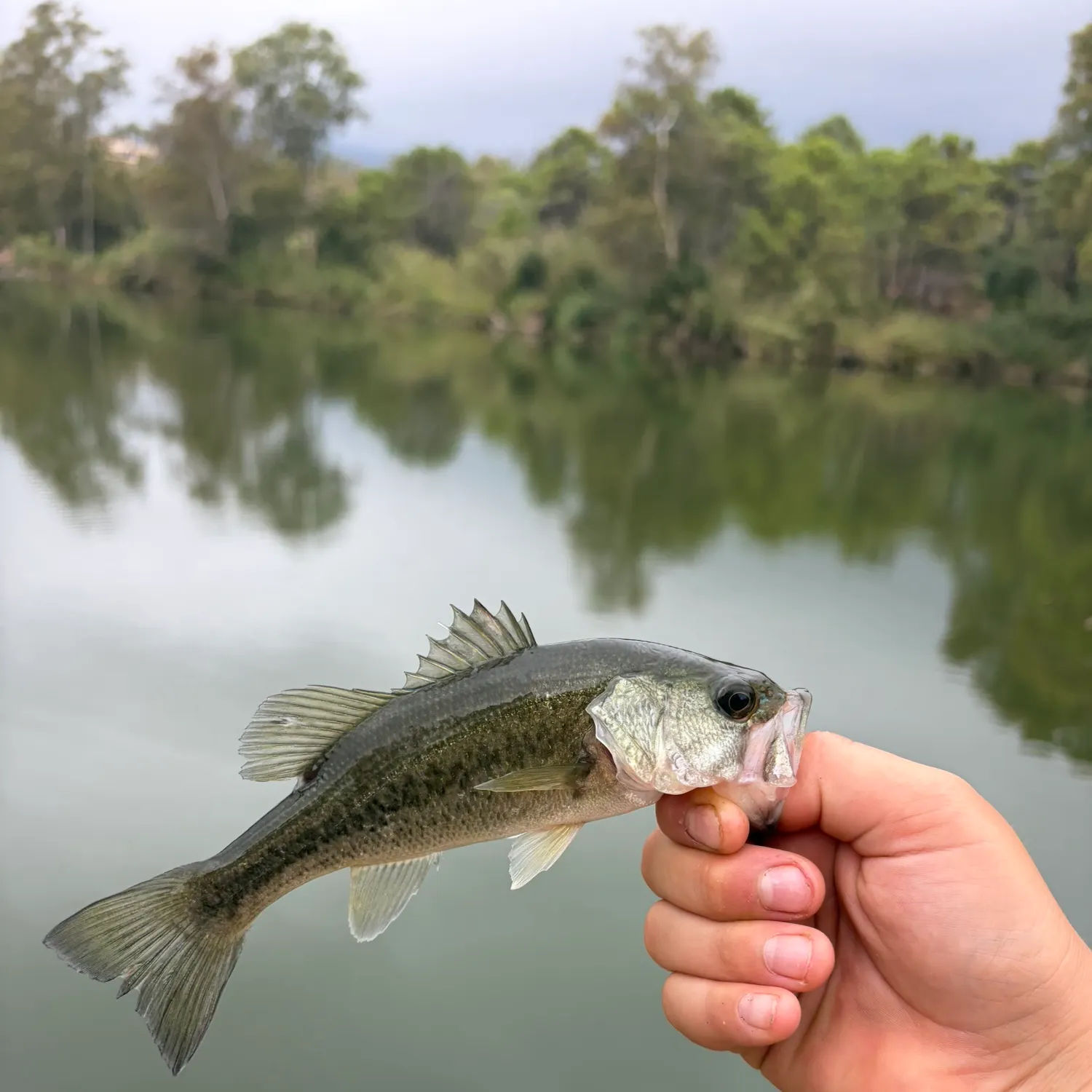 Fish caught on Fishbrain
