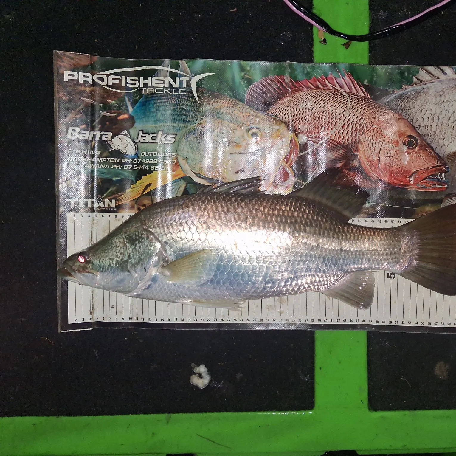 Barramundi caught on Fishbrain