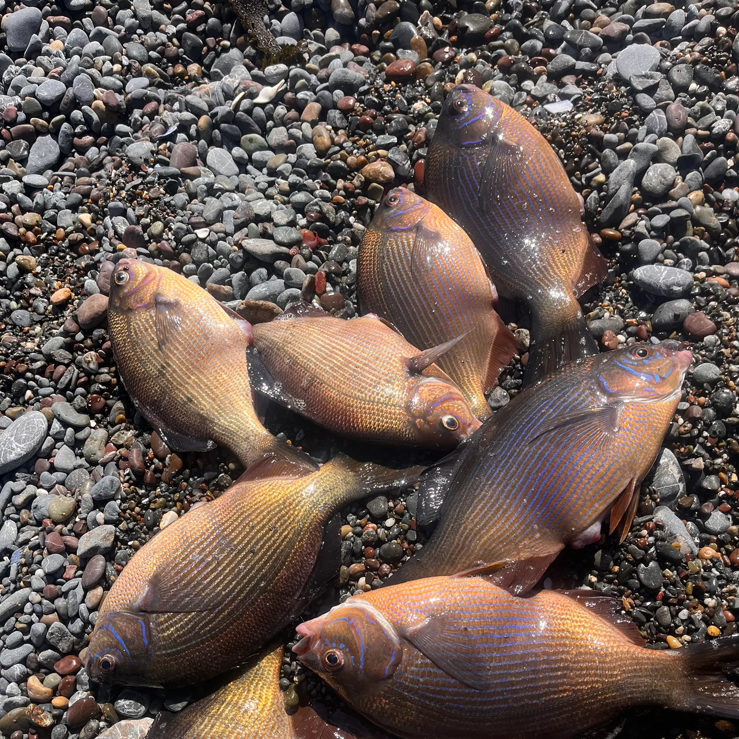 recently logged catches