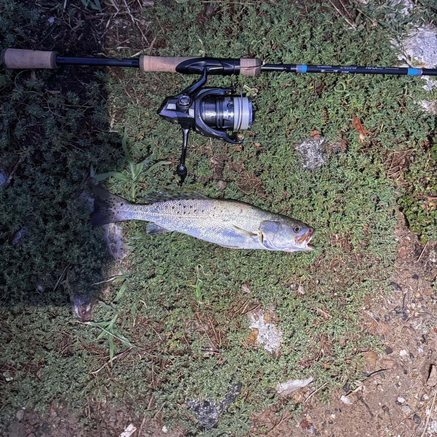 Spotted seatrout caught on Fishbrain