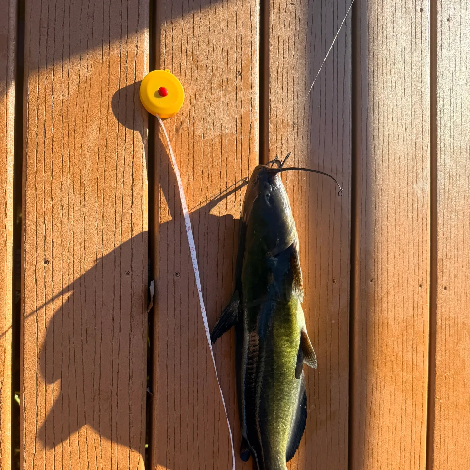 Channel catfish caught on Fishbrain