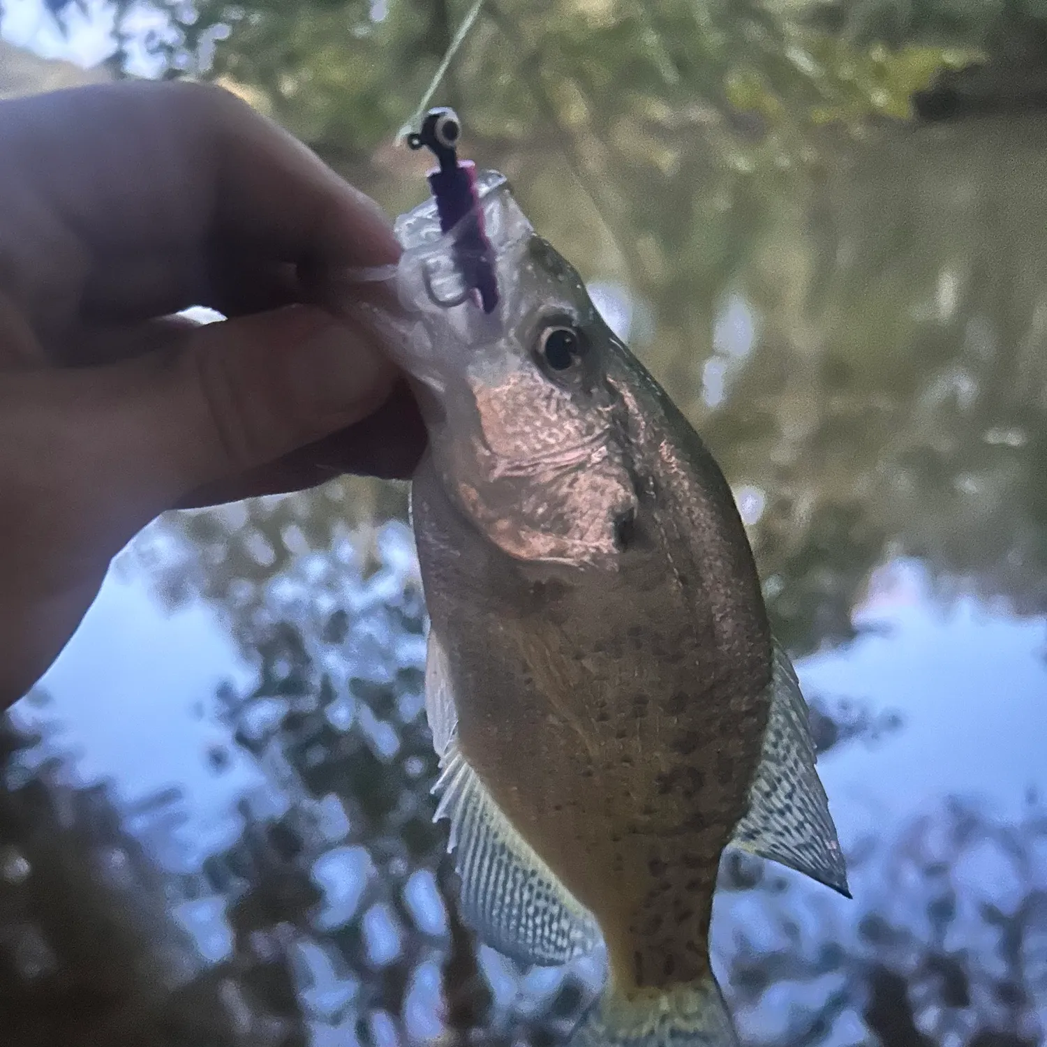 Black crappie caught on Fishbrain