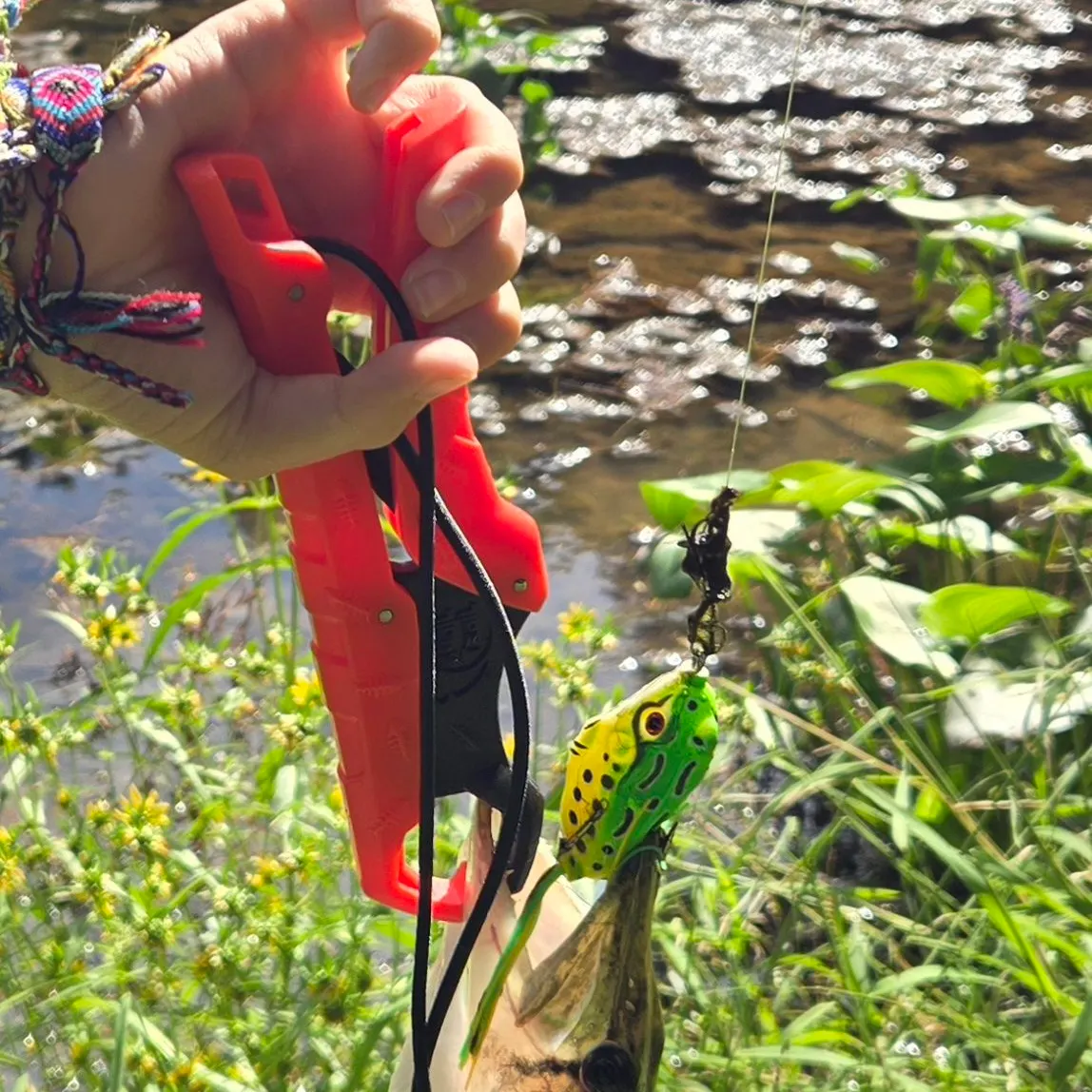 Chain pickerel caught on Fishbrain
