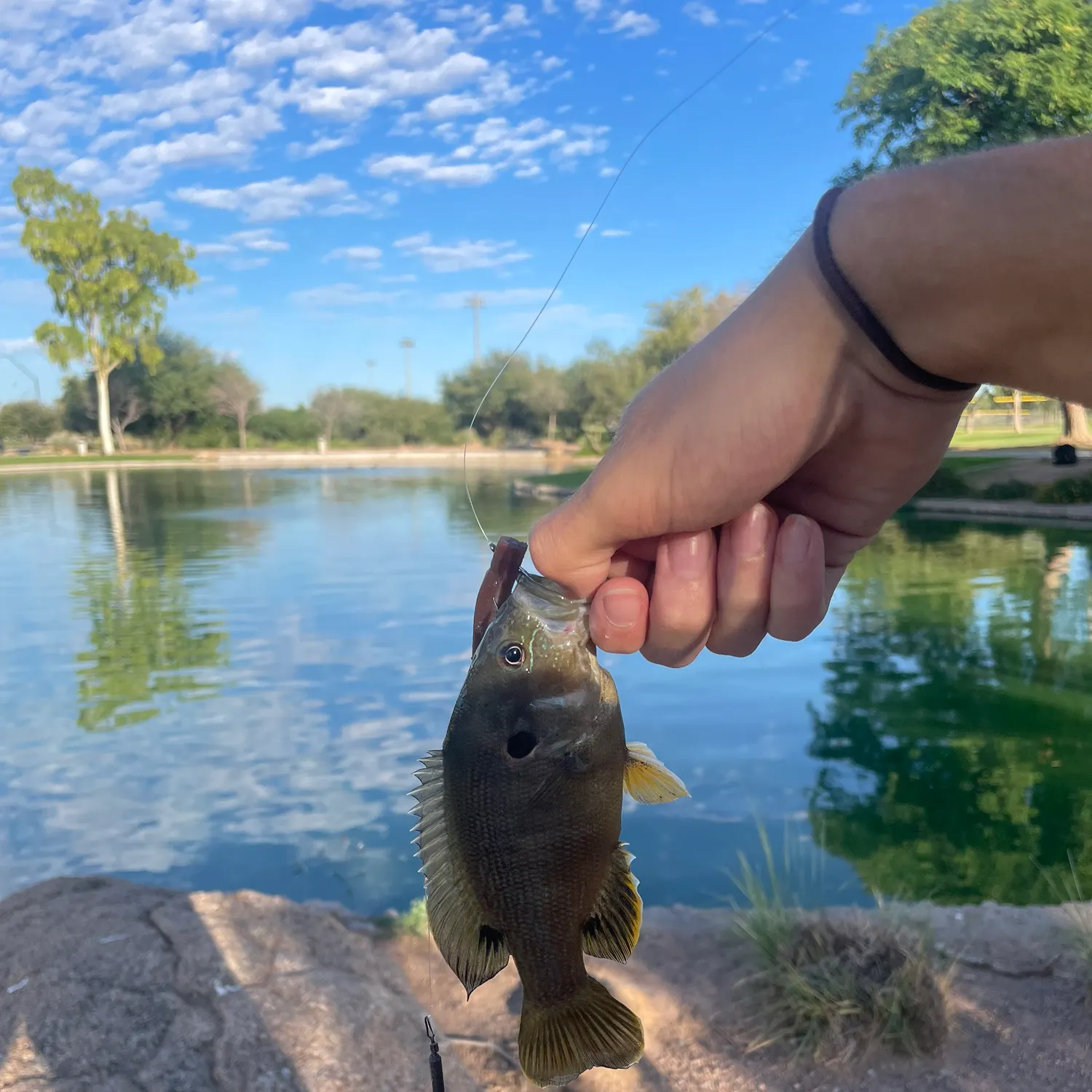 Green sunfish caught on Fishbrain