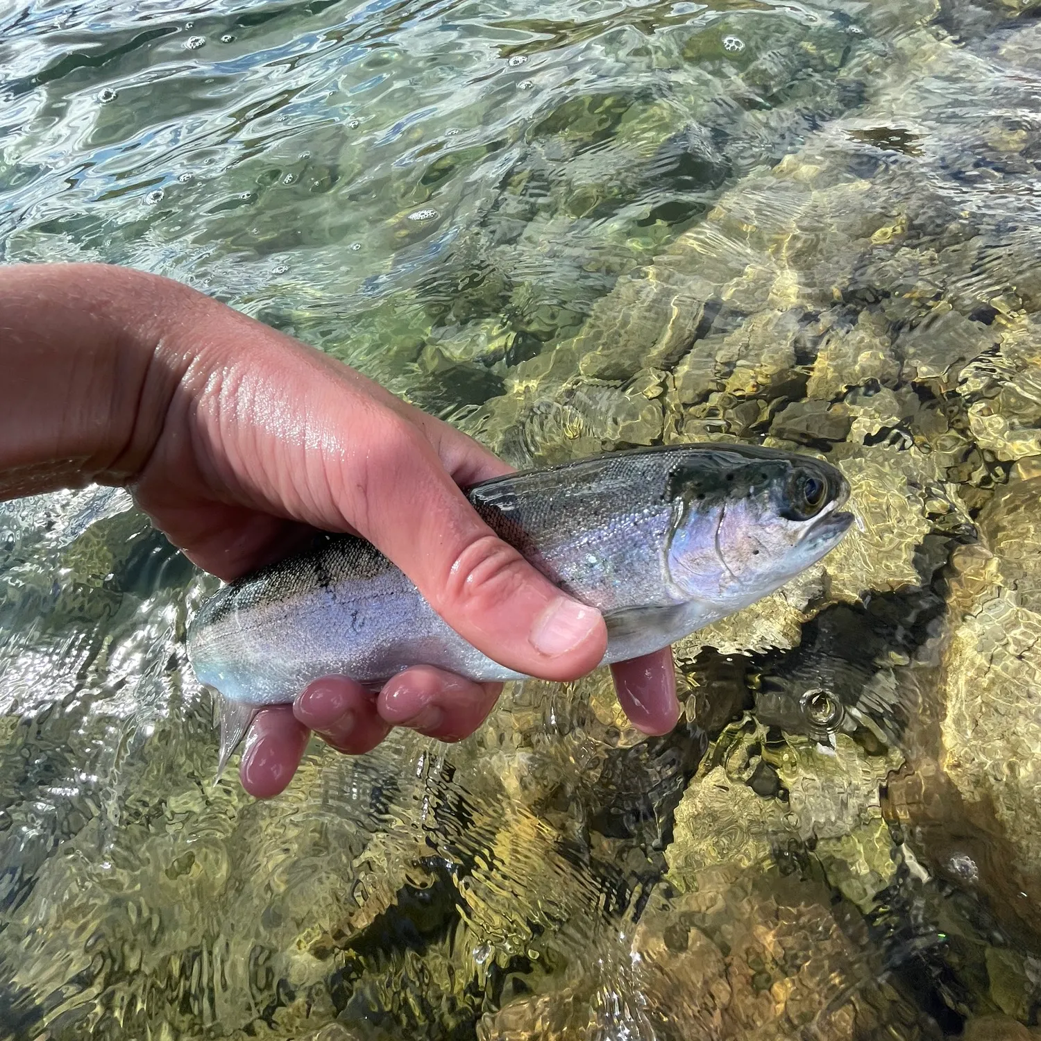 Rainbow trout caught on Fishbrain