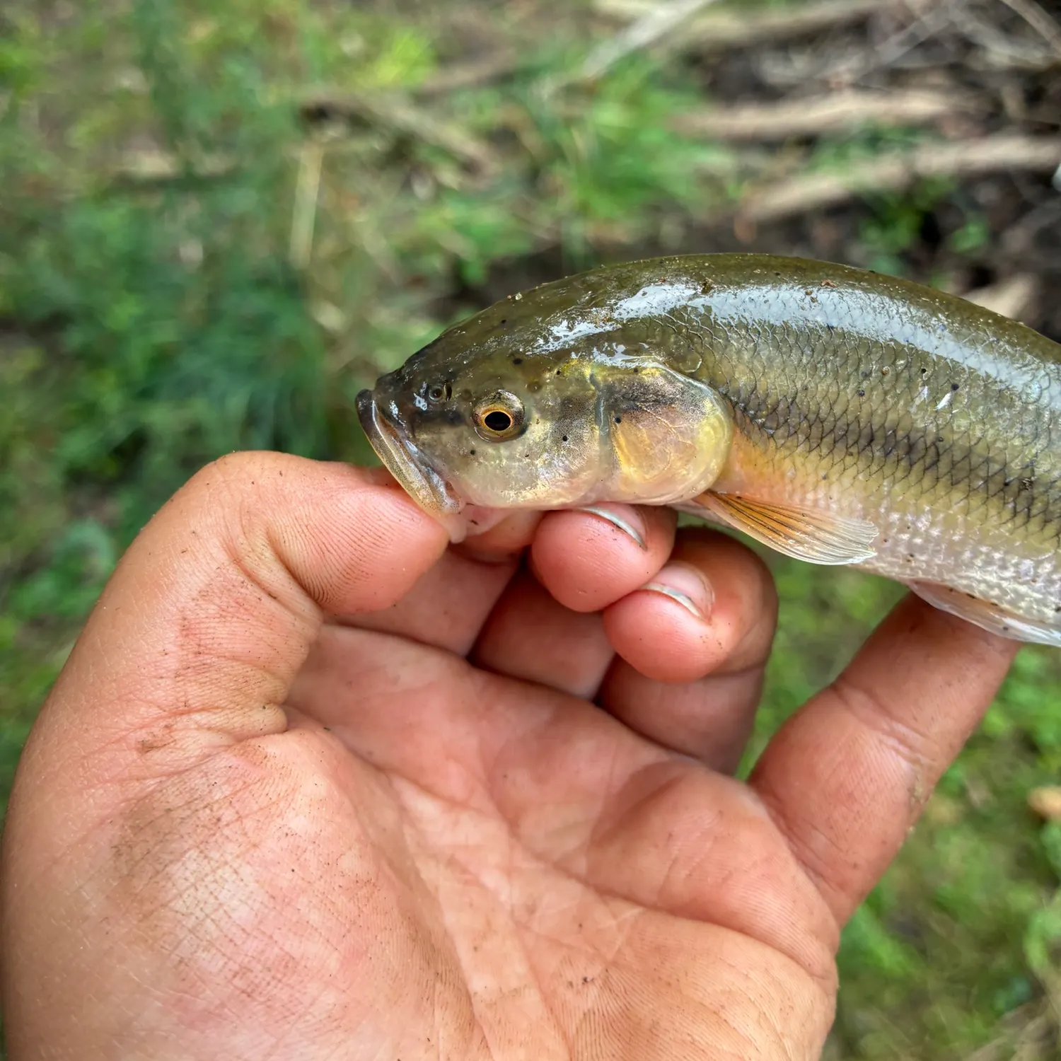 The most recent Redspot chub catches on Fishbrain