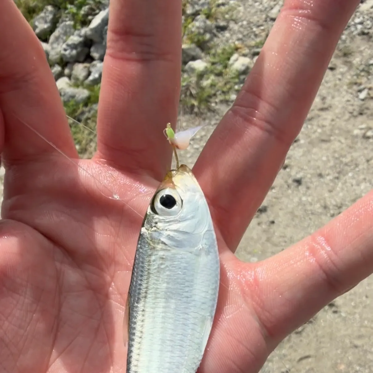 Scaled herring caught on Fishbrain