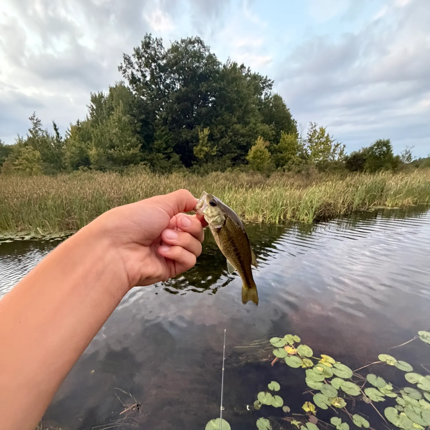 Fish caught on Fishbrain