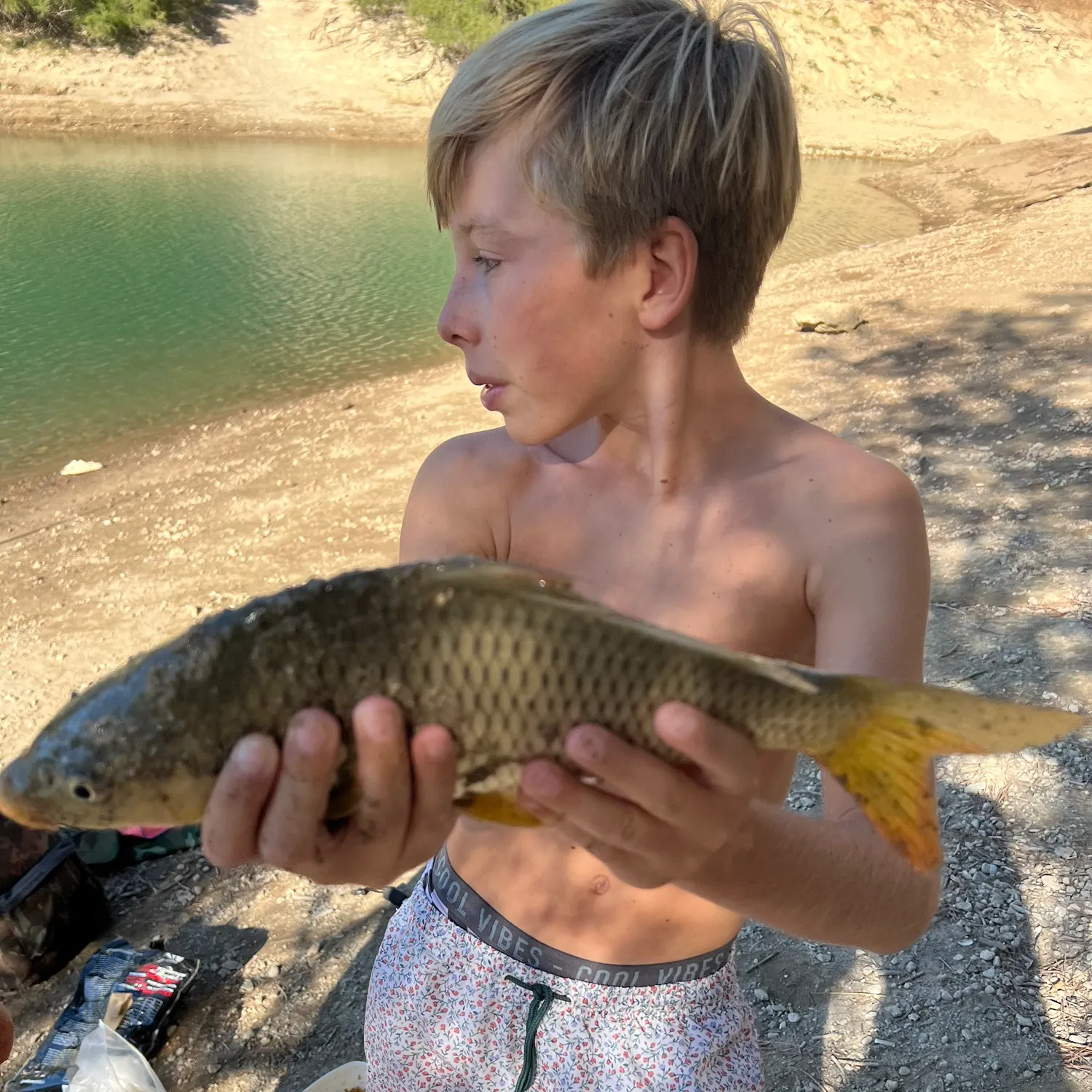 Common carp caught on Fishbrain