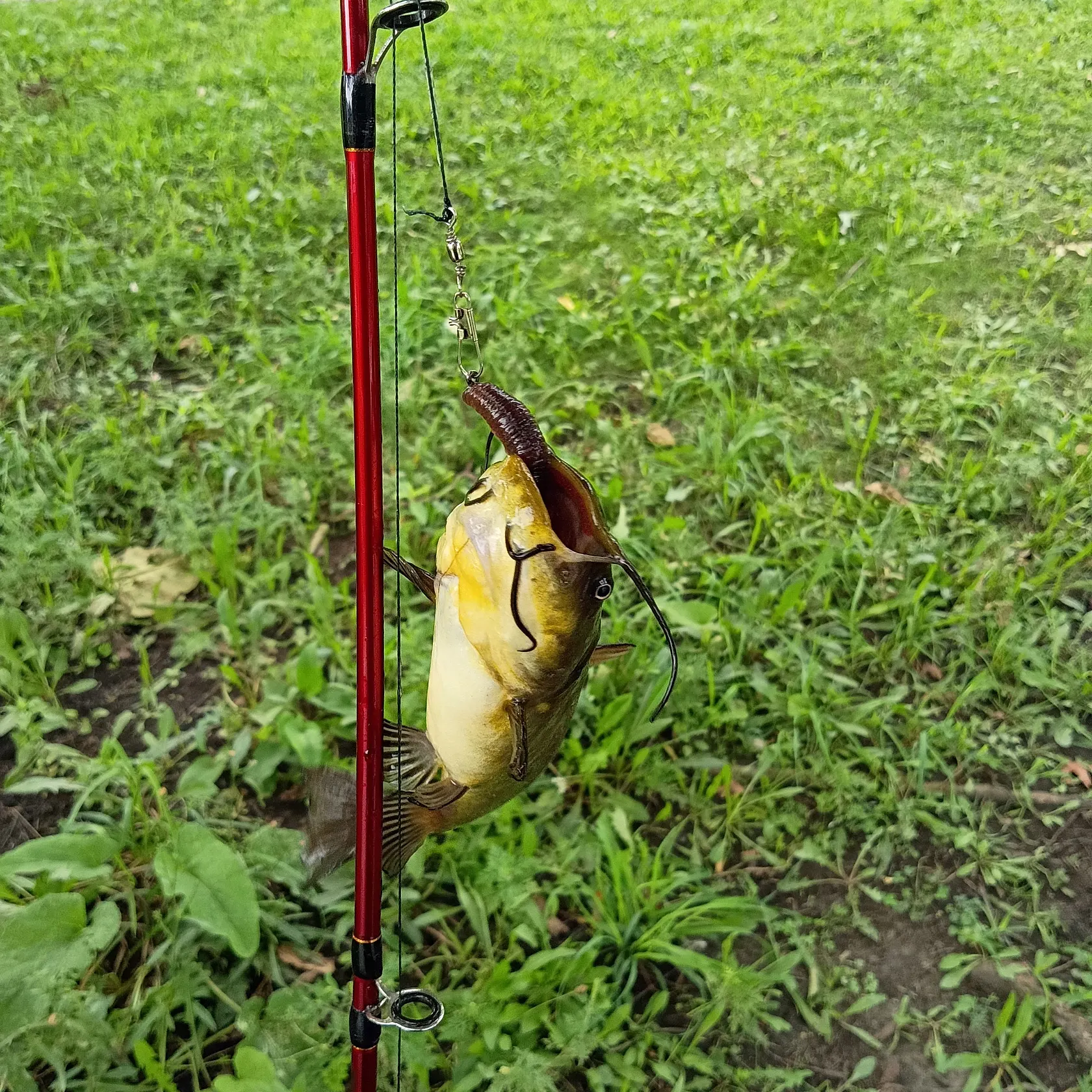 Yellow bullhead caught on Fishbrain