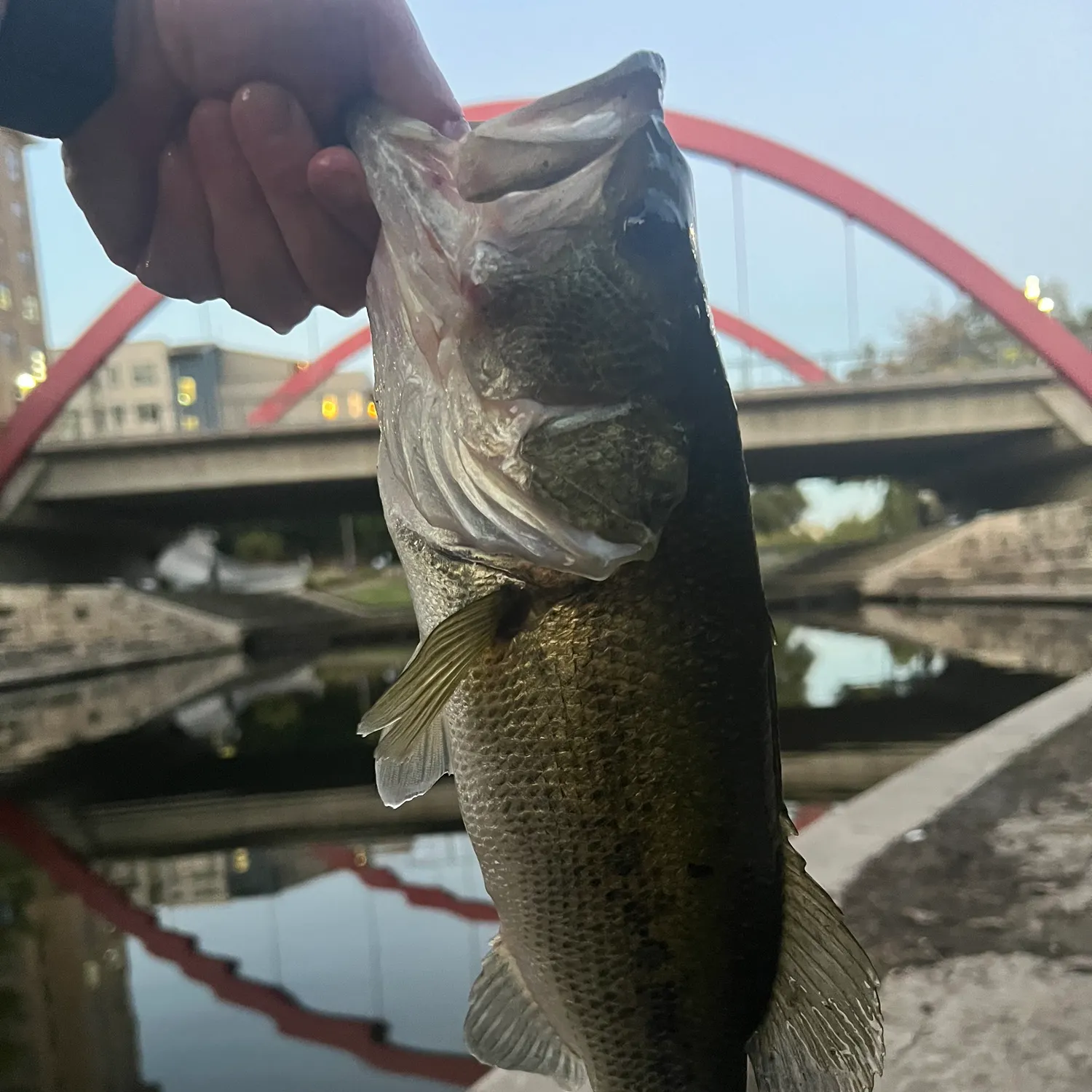 Largemouth bass caught on Fishbrain