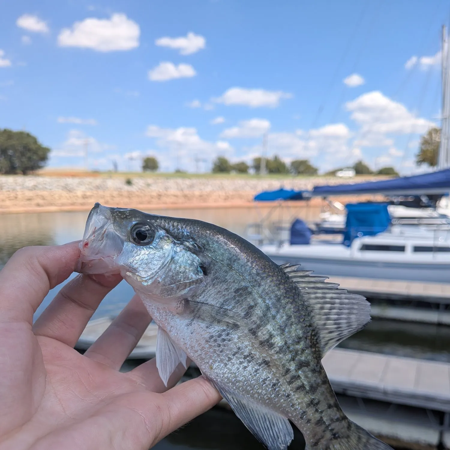 White crappie caught on Fishbrain