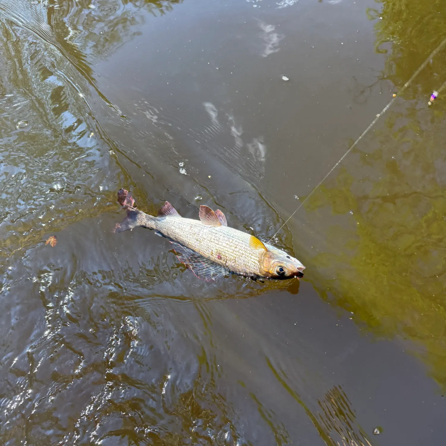 The most recent European grayling catches on Fishbrain
