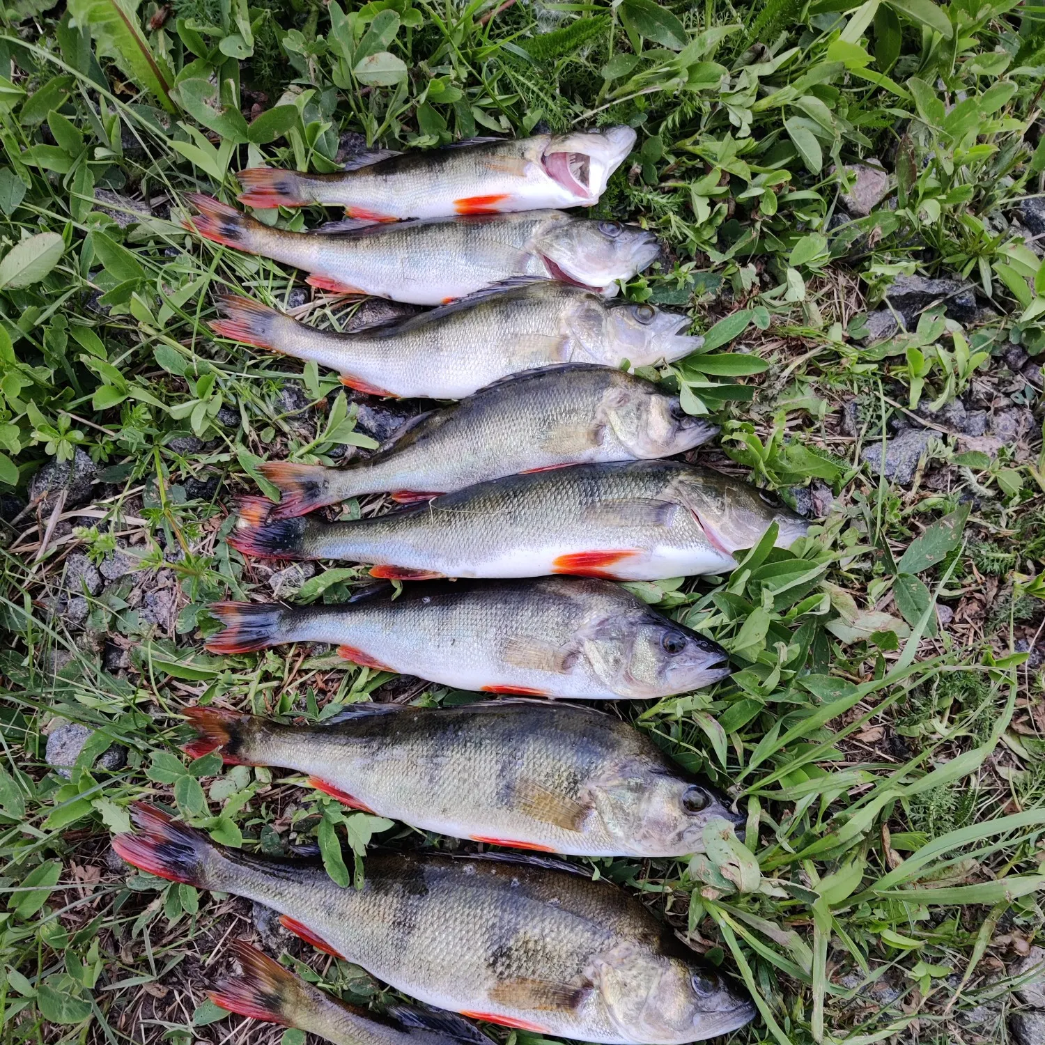 recently logged catches