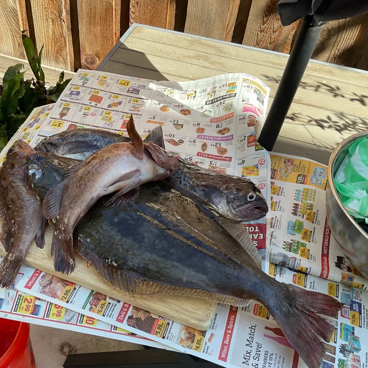 Black rockfish caught on Fishbrain