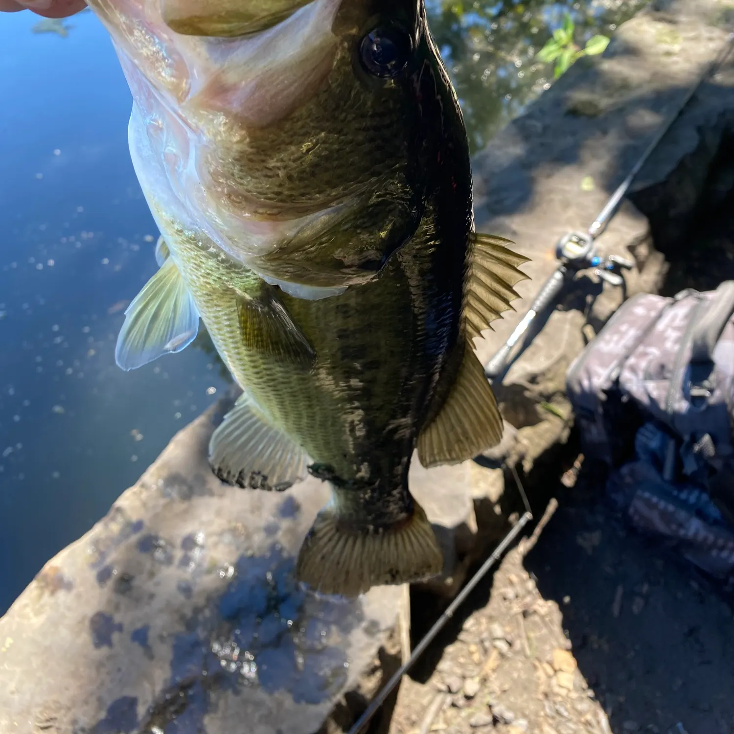 Largemouth bass caught on Fishbrain