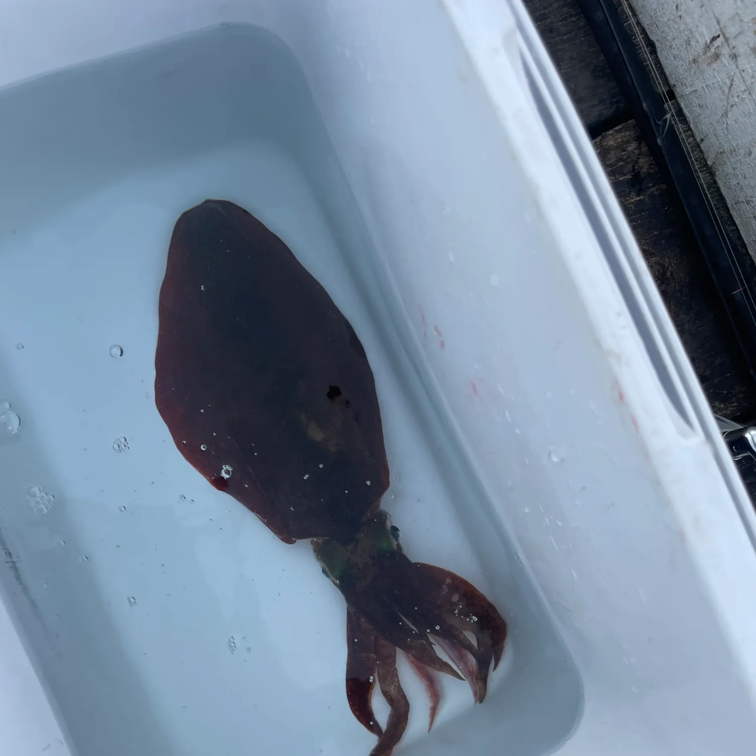 The most recent Australian ruff catches on Fishbrain