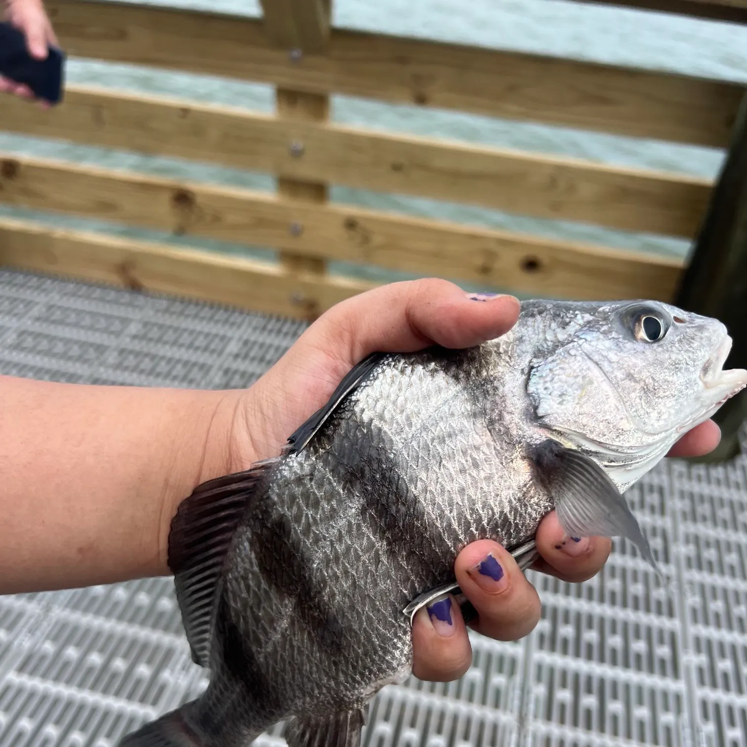 Black drum caught on Fishbrain