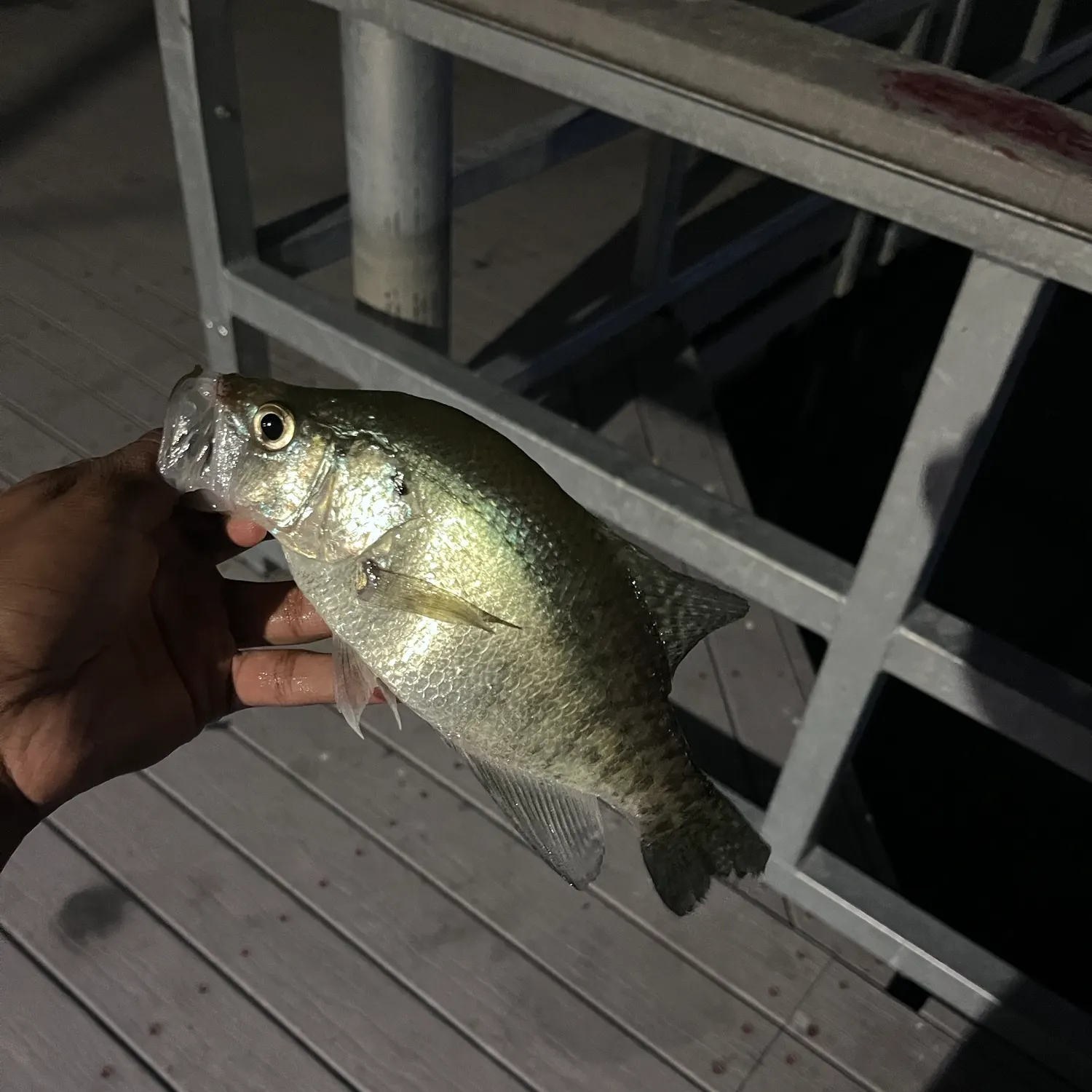 White crappie caught on Fishbrain