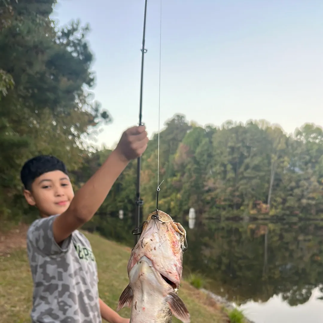 Brown bullhead caught on Fishbrain