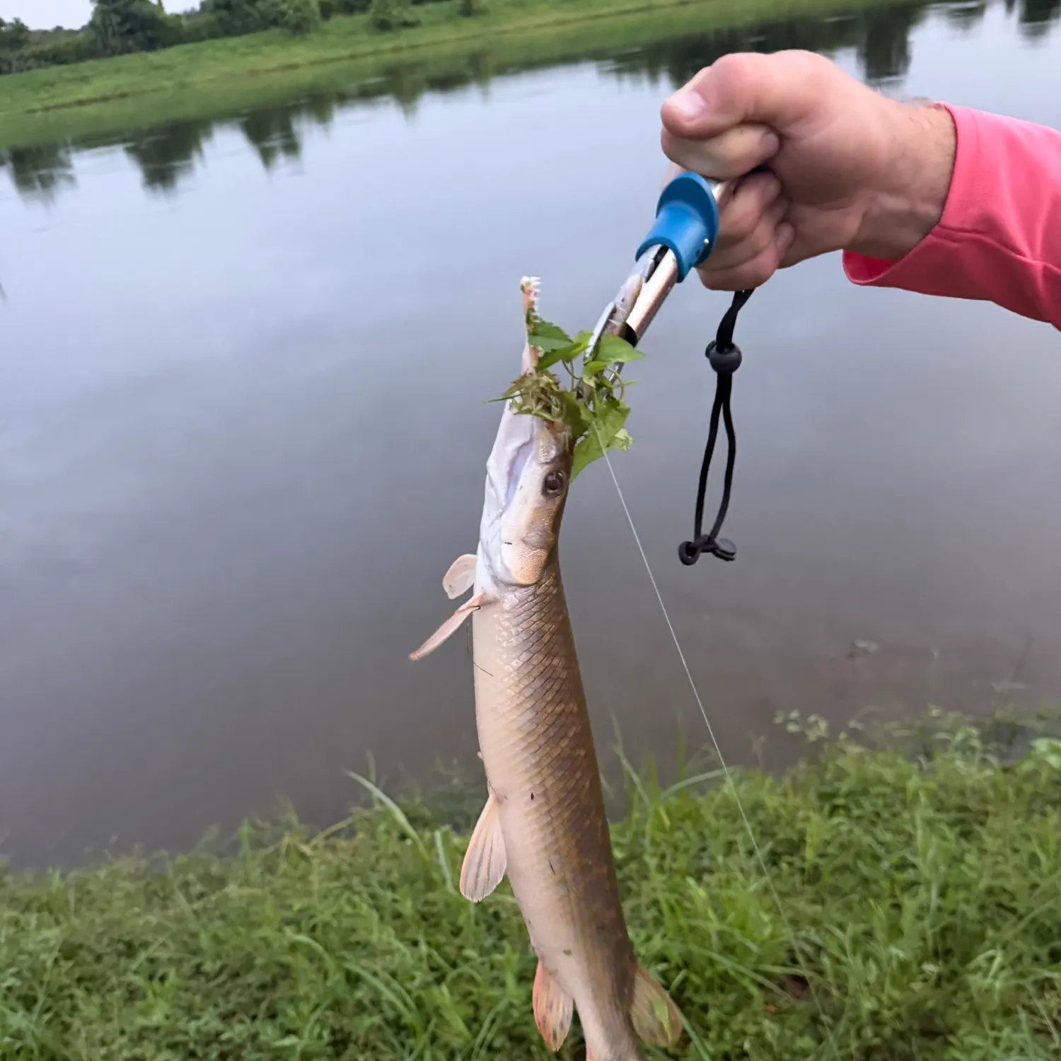 Shortnose gar caught on Fishbrain
