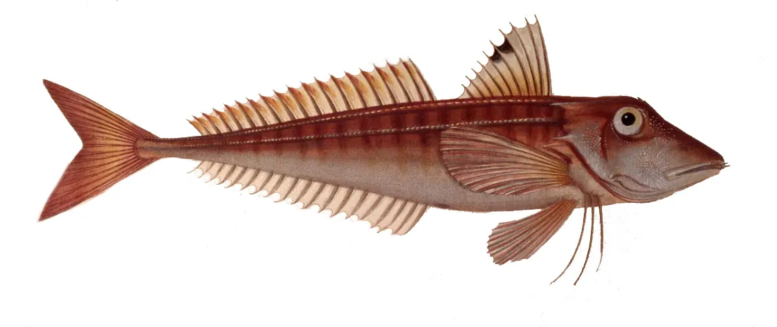 Red gurnard