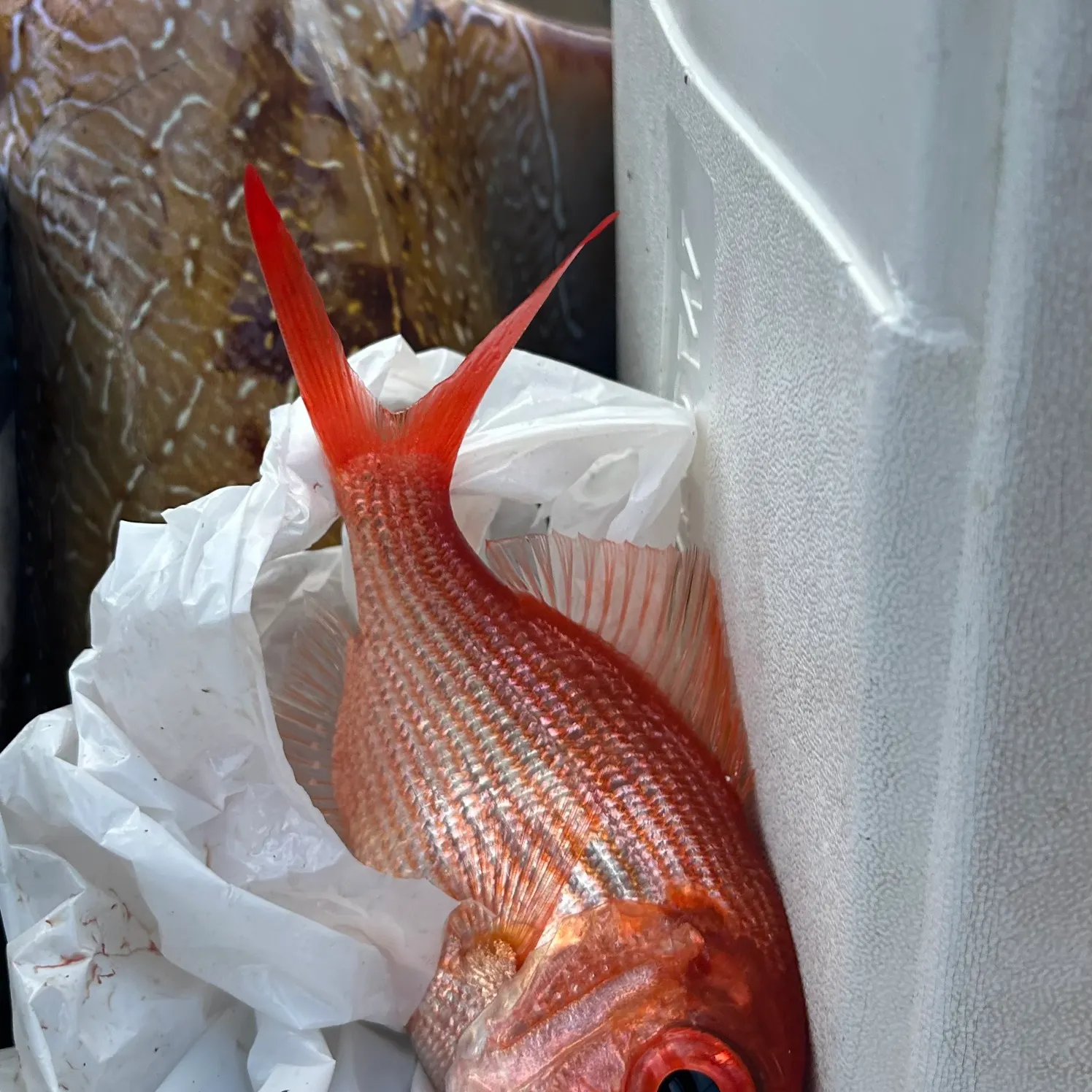 The most recent Eastern nannygai catches on Fishbrain