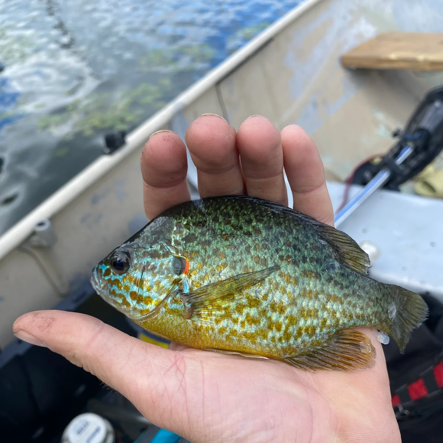 Pumpkinseed caught on Fishbrain