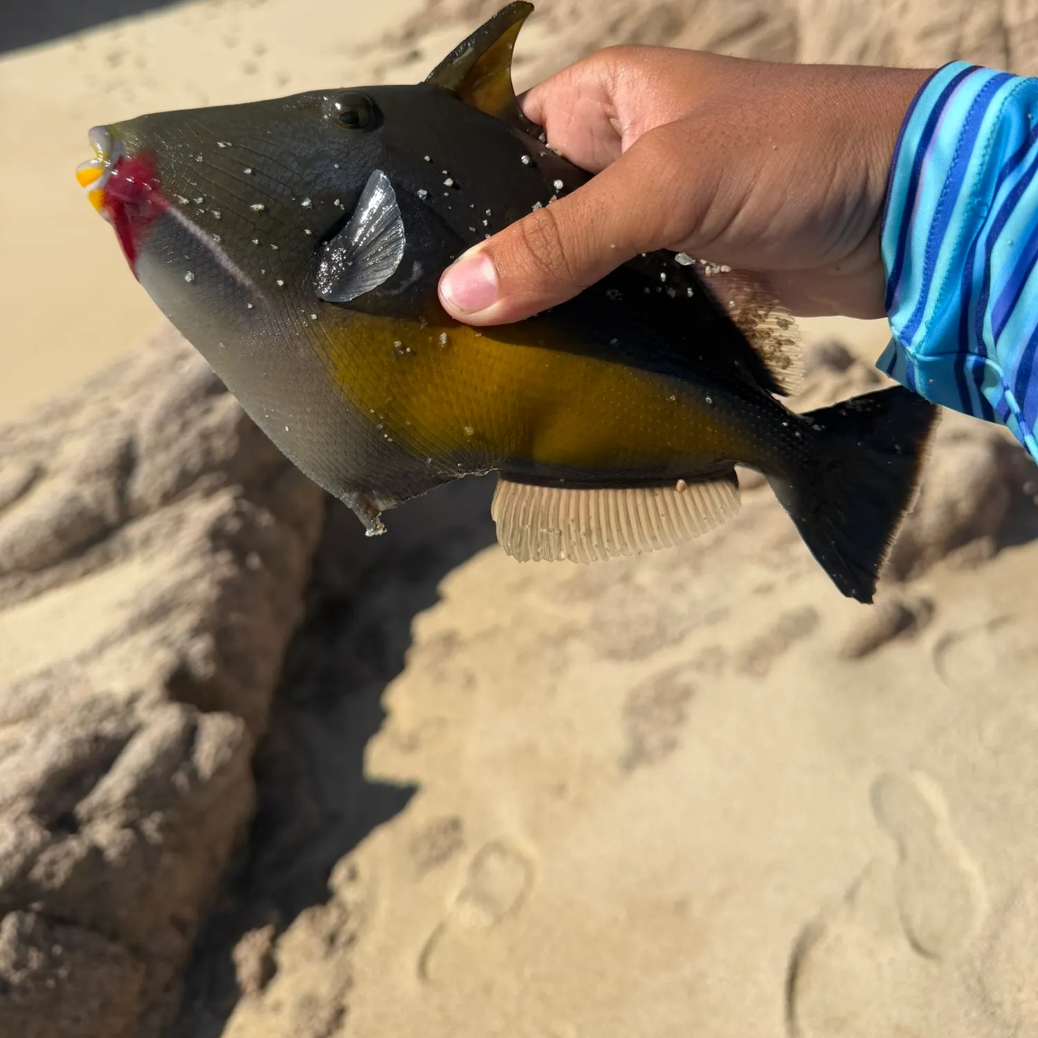 The most recent Orangeside triggerfish catches on Fishbrain