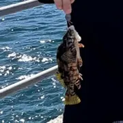 The most recent Malabar grouper catches on Fishbrain