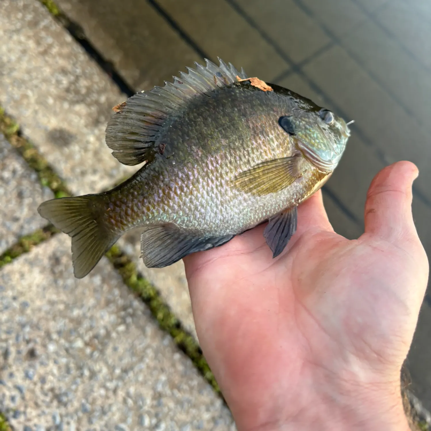 Bluegill caught on Fishbrain