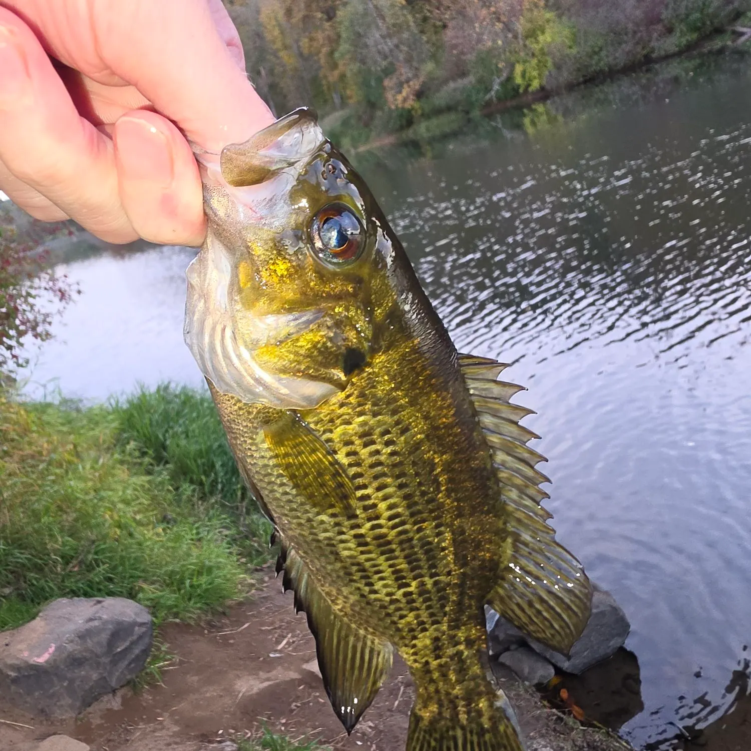 Rock bass caught on Fishbrain